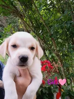 Lily, a female Labrador Retriever and English Cream Golden Retriever for sale in Gray, TN – 2 of 3