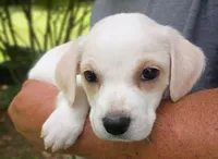 Lily , a female Labrador Retriever and English Cream Golden Retriever for sale in Gray, TN – 5 of 10