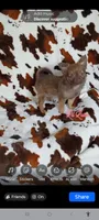 Lil Latte AKC, a female Chihuahua for sale in Gray, TN – 5 of 10