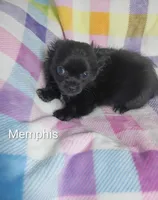 Memphis AKC, a male Chihuahua for sale in Gray, TN – 9 of 10