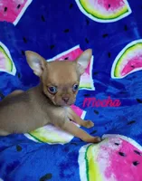 Mocha AKC, a female Chihuahua for sale in Gray, TN – 7 of 9