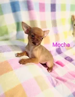 Mocha AKC, a female Chihuahua for sale in Gray, TN – 4 of 9