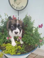 Oakley , a male Bernese Mountain Dog and Labrador Retriever for sale in Gray, TN – 8 of 10
