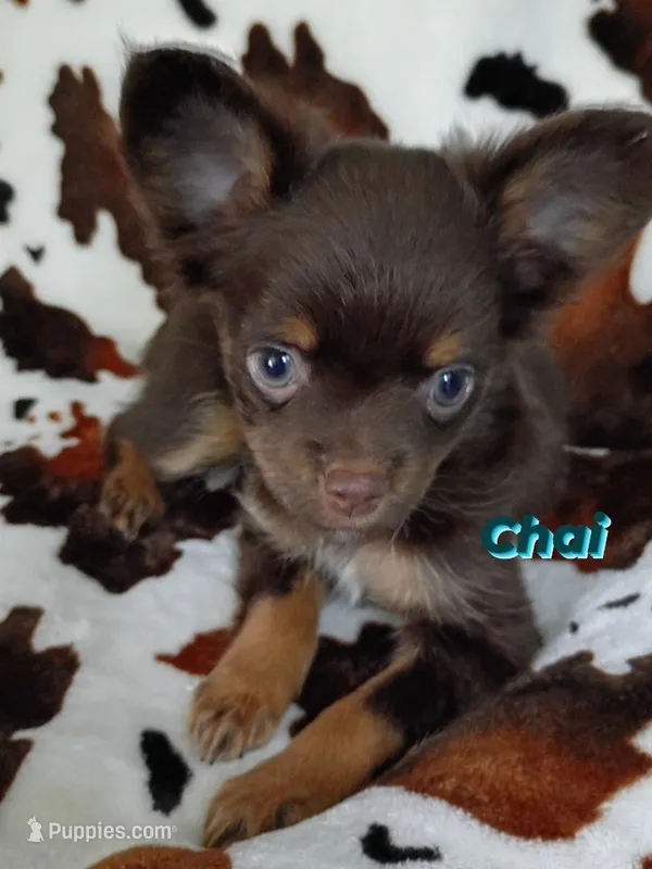 Chai AKC – Chihuahua puppy for sale in Gray, TN