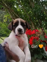 Daisy , a male Bernese Mountain Dog and Labrador Retriever for sale in Gray, TN – 2 of 10