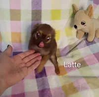 Latte 3.5lb AKC , a female Chihuahua for sale in Gray, TN – 9 of 9