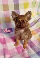 Latte 3.5lb AKC , a female Chihuahua for sale in Gray, TN – 2 of 9