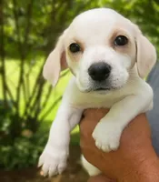 Lily , a female Labrador Retriever and English Cream Golden Retriever for sale in Gray, TN – 2 of 10