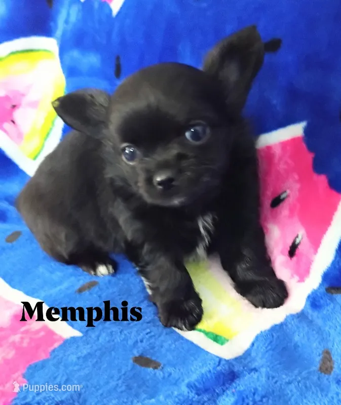 Memphis  – Chihuahua puppy for sale in Gray, TN