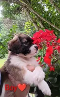 Oakley , a male Bernese Mountain Dog and Labrador Retriever for sale in Gray, TN – 5 of 10