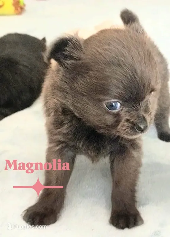 Magnolia 3.5lbs – Chihuahua puppy for sale in Gray, TN
