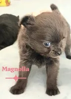 Magnolia 3.5lbs, a female Chihuahua for sale in Gray, TN – 1 of 8