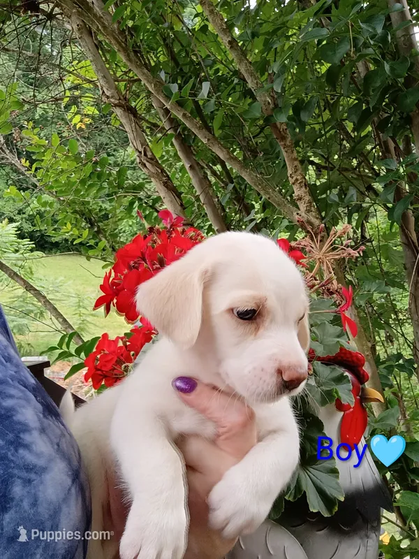 Odie  – Labrador Retriever, English Cream Golden Retriever puppy for sale in Gray, TN