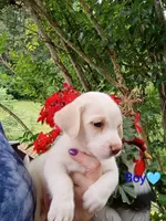 Odie , a male Labrador Retriever and English Cream Golden Retriever for sale in Gray, TN – 1 of 7