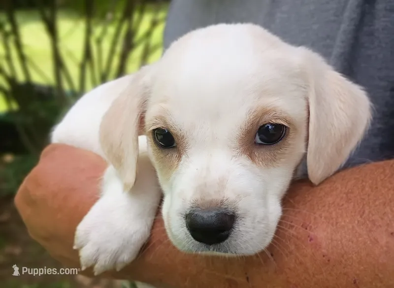 Lily – Labrador Retriever, English Cream Golden Retriever puppy for sale in Gray, TN