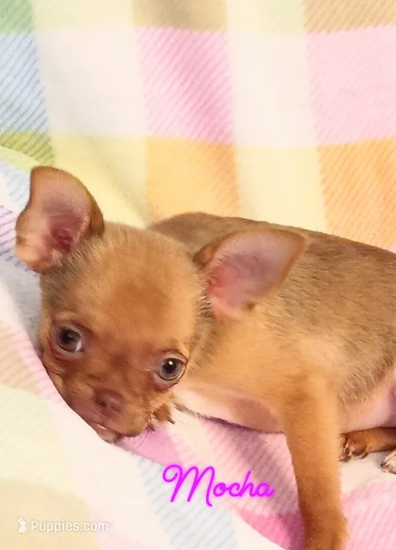 Mocha AKC – Chihuahua puppy for sale in Gray, TN