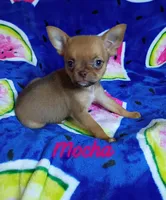 Mocha AKC, a female Chihuahua for sale in Gray, TN – 5 of 9