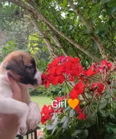 Daisy , a female Labrador Retriever and English Cream Golden Retriever for sale in Gray, TN – 2 of 7