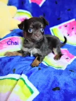 Chai, a male Chihuahua for sale in Gray, TN – 3 of 8
