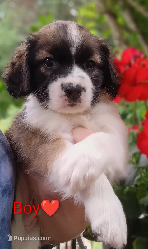 Oakley  – Bernese Mountain Dog, Labrador Retriever puppy for sale in Gray, TN