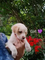 Calliope , a female Bernese Mountain Dog and Labrador Retriever for sale in Gray, TN – 3 of 8