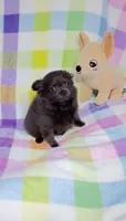 Magnolia AKC 3.5lbs, a female Chihuahua for sale in Gray, TN – 7 of 8