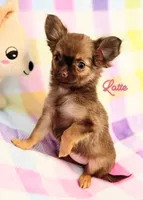 Latte 3.5lb AKC , a female Chihuahua for sale in Gray, TN – 4 of 9