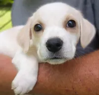 Lily , a female Labrador Retriever and English Cream Golden Retriever for sale in Gray, TN – 6 of 10