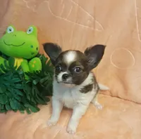 Oakley , a male Chihuahua for sale in Gray, TN – 6 of 10