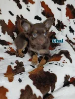 Chai AKC, a male Chihuahua for sale in Gray, TN – 2 of 9