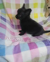 Memphis AKC, a male Chihuahua for sale in Gray, TN – 6 of 10