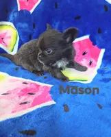 Mason , a male Chihuahua for sale in Gray, TN – 4 of 8