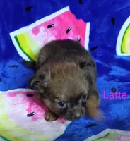 Latte 3.5lb, a female Chihuahua for sale in Gray, TN – 6 of 8