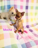 Mocha AKC, a female Chihuahua for sale in Gray, TN – 6 of 9
