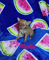 Mocha , a female Chihuahua for sale in Gray, TN – 6 of 8