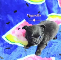 Magnolia 3.5lbs, a female Chihuahua for sale in Gray, TN – 5 of 8