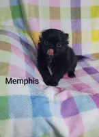 Memphis AKC, a male Chihuahua for sale in Gray, TN – 5 of 10