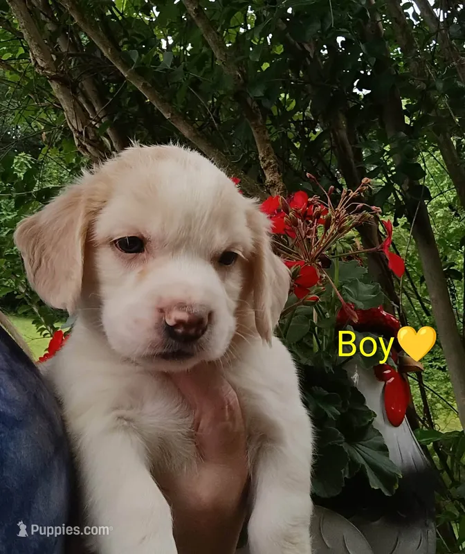 Oliver  – Labrador Retriever, English Cream Golden Retriever puppy for sale in Gray, TN