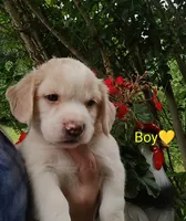 Oliver , a male Labrador Retriever and English Cream Golden Retriever for sale in Gray, TN – 1 of 8