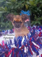 Suzy Q, a female Chihuahua for sale in Gray, TN – Photo 3 of 6