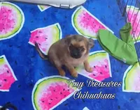 Suzy Q, a female Chihuahua for sale in Gray, TN – Photo 6 of 6