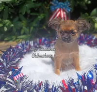 Suzy Q, a female Chihuahua for sale in Gray, TN – Photo 4 of 6