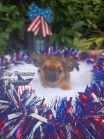 Suzy Q, a female Chihuahua for sale in Gray, TN – Photo 1 of 6