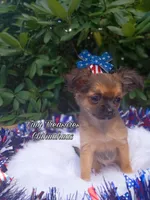 Suzy Q, a female Chihuahua for sale in Gray, TN – Photo 5 of 6
