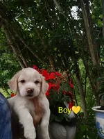 Oliver , a male Labrador Retriever and English Cream Golden Retriever for sale in Gray, TN – 3 of 8
