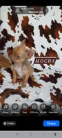 Mocha AKC, a female Chihuahua for sale in Gray, TN – 4 of 9