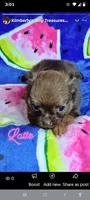 Latte 3.5lb, a female Chihuahua for sale in Gray, TN – 2 of 8