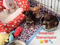 Lil Latte AKC, a female Chihuahua for sale in Gray, TN – 8 of 10