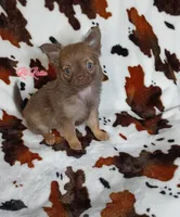 Lil Latte AKC, a female Chihuahua for sale in Gray, TN – 3 of 10