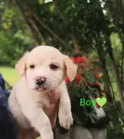 Owen, a male Labrador Retriever and English Cream Golden Retriever for sale in Gray, TN – 3 of 6